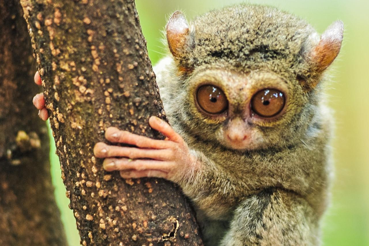 Tarsius Supriatnai, Primata Lucu Dari Kabupaten Pohuwato.